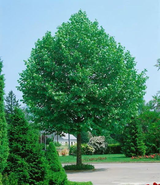 Platanus acerifolia 'Alpen's Globe'
